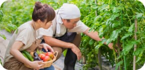 食品/香科/飼科